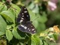Limenitis reducta (Akdeniz Hanımelikelebeği)
